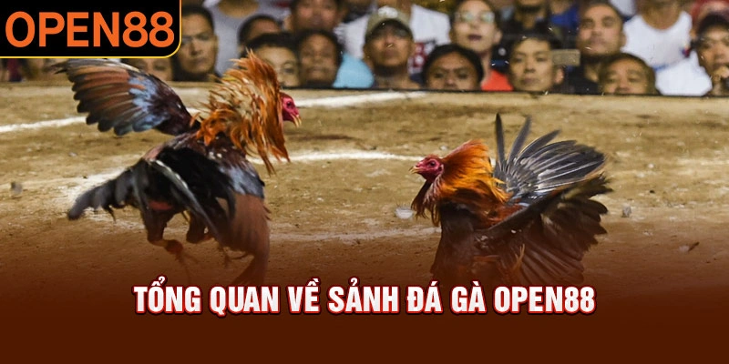 Giới thiệu tổng quan về đá gà Open88